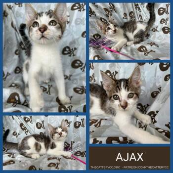 Ajax -  Domestic Short Hair Cat for Adoption in Corpus Christi, Texas - Ajax | PetCurious
