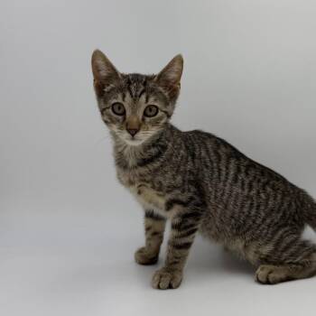 Modelo -  Domestic Short Hair Cat for Adoption in State College, Pennsylvania - Modelo | PetCurious