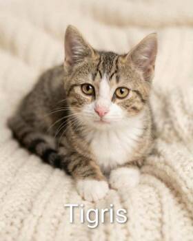 Tigris -  Tabby Cat for Adoption in Wyandotte, Michigan - Tigris | PetCurious