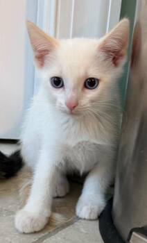 Strudel -  Domestic Short Hair Cat for Adoption in Evans, Georgia - Strudel | PetCurious