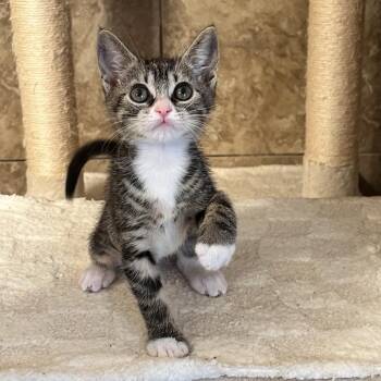 Sherman -  Domestic Short Hair Cat for Adoption in Philadelphia, Pennsylvania - Sherman | PetCurious