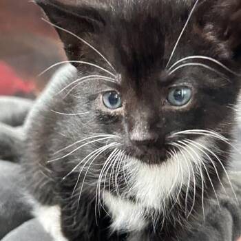 Domestic Short Hair Cats Available for Adoption in Dublin, California - Sweet Tarts | PetCurious