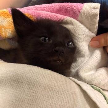 Chops -  Domestic Medium Hair Cat for Adoption in Chattanooga, Tennessee - Chops | PetCurious