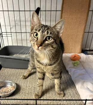 Kira -  Domestic Short Hair Cat for Adoption in River Edge, New Jersey - Kira | PetCurious