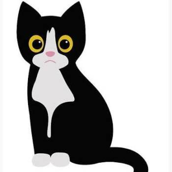 Sushi Roll -  Domestic Short Hair Cat for Adoption in West Olive, Michigan - Sushi Roll | PetCurious
