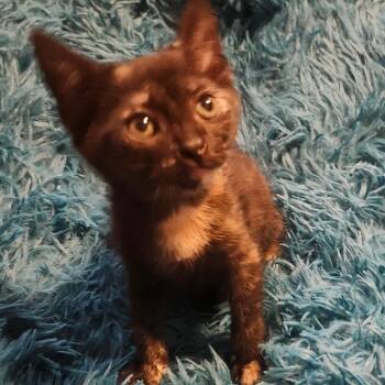Domestic Short Hair Cats Available for Adoption in Tallahassee, Florida - Franny Jo-AR | PetCurious