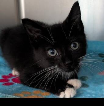 Genesis -  Domestic Short Hair Cat for Adoption in Evansville, Indiana - Genesis | PetCurious