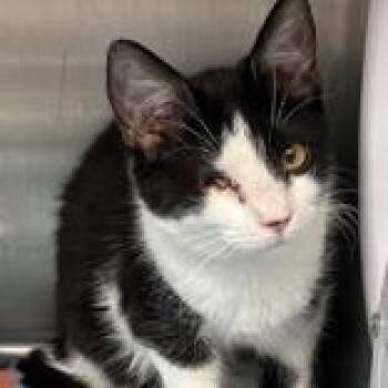 Domestic Short Hair Cats Available for Adoption in Lansing, Michigan - Cat | PetCurious