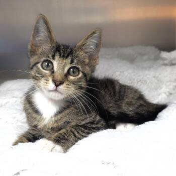 Chickadee -  Domestic Short Hair Cat for Adoption in Michigan City, Indiana - Chickadee | PetCurious