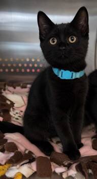 Devon -  Domestic Short Hair Cat for Adoption in Columbia, Tennessee - Devon | PetCurious