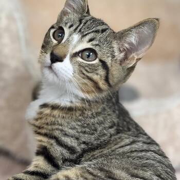 Officer -  Domestic Short Hair Cat for Adoption in Beaverton, Oregon - Officer | PetCurious