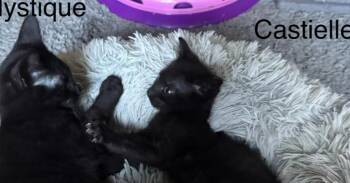 Castielle -  Domestic Short Hair Cat for Adoption in Tampa, Florida - Castielle | PetCurious