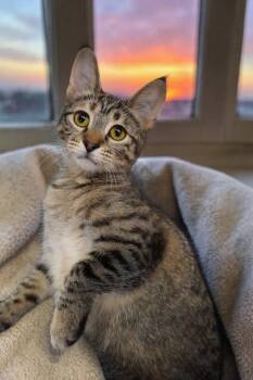 Domestic Short Hair Cats Available for Adoption in Champaign, Illinois - Bubbles | PetCurious