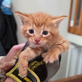 Jude -  Domestic Short Hair Cat for Adoption in Kansas City, Missouri - Jude | PetCurious