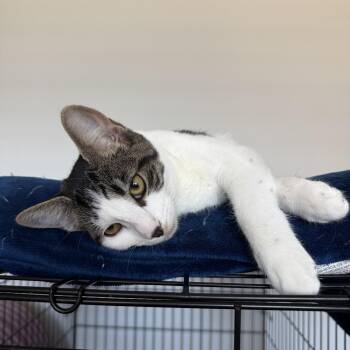 Bear -  Domestic Short Hair Cat for Adoption in Fresno, California - Bear | PetCurious