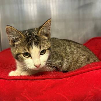 Southpaw -  Domestic Short Hair Cat for Adoption in Chehalis, Washington - Southpaw | PetCurious
