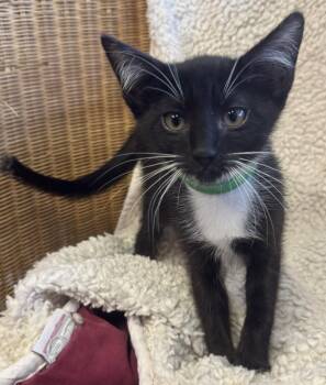 Snowball -  Tuxedo and Domestic Short Hair Cat for Adoption in Walnut Creek, California - Snowball | PetCurious