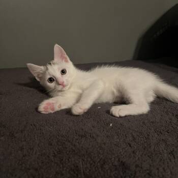 Willow -  Domestic Short Hair Cat for Adoption in Los Angeles, California - Willow | PetCurious