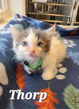 Thorp -  Domestic Medium Hair Cat for Adoption in Sidney, Ohio - Thorp | PetCurious