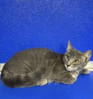 Maverick -  Russian Blue and Domestic Short Hair Cat for Adoption in Picayune, Mississippi - Maverick | PetCurious