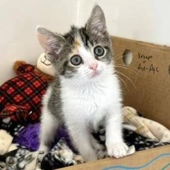 Aye-Aye -  Domestic Short Hair Cat for Adoption - Aye-Aye | PetCurious
