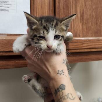 Tatum 060209U -  Domestic Short Hair Cat for Adoption in Tupelo, Mississippi - Tatum 060209U | PetCurious