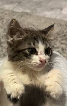Blossom -  Tabby Cat for Adoption in Orlando, Florida - Blossom | PetCurious