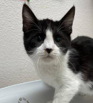 Domestic Short Hair Cats Available for Adoption - Tige | PetCurious