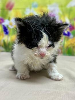 Domestic Short Hair Cats Available for Adoption in San Antonio, Texas - Leonardo | PetCurious