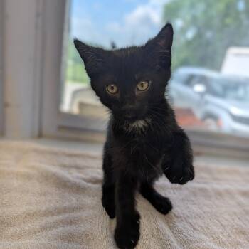 Ash -  Domestic Short Hair Cat for Adoption in Cape Girardeau, Missouri - Ash | PetCurious