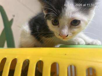 Manx and Domestic Short Hair Cats Available for Adoption in Ocala, Florida - A380568 | PetCurious