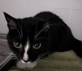 Pixel -  Domestic Short Hair Cat for Adoption in Des Moines, Iowa - Pixel | PetCurious