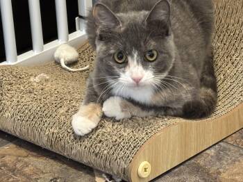 Clover the curious and oh so cute... -  Domestic Short Hair Cat for Adoption in Palm Coast, Florida - Clover The Curious And Oh So Cute... | PetCurious