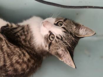 Rescue Domestic Short Hair and Maine Coon Cats for Adoption in Cosby, Tennessee - Sunday | PetCurious