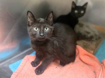 CHIP -  Domestic Short Hair Cat for Adoption in Fort Wayne, Indiana - CHIP | PetCurious
