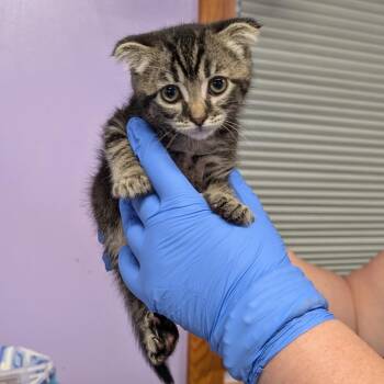 Josie -  Scottish Fold and Domestic Short Hair Cat for Adoption in Redwood Valley, California - Josie | PetCurious
