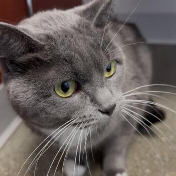 Teddy Bear -  Domestic Short Hair Cat for Adoption in Janesville, Wisconsin - Teddy Bear | PetCurious