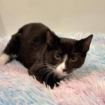 Button -  Domestic Short Hair Cat for Adoption in East Hampton, New York - Button | PetCurious