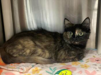 Tortoiseshell Cats Available for Adoption in Calhoun, Kentucky - Lady | PetCurious