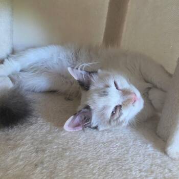Posie Carter -  Domestic Medium Hair Cat for Adoption in Eagle Mountain, Utah - Posie Carter | PetCurious
