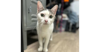 Rescue Domestic Short Hair Cats for Adoption in Mishawaka, Indiana - Storm | PetCurious