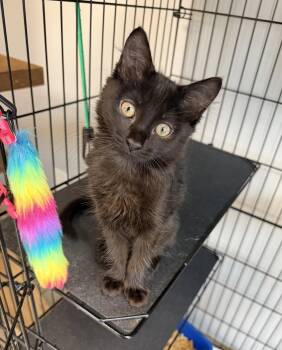 Ripper Wonton -  Domestic Short Hair Cat for Adoption in INDN HBR BCH, Florida - Ripper Wonton | PetCurious