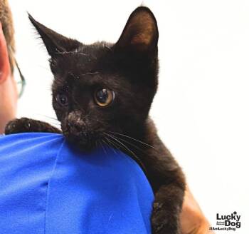 Eclipse -  Domestic Short Hair Cat for Adoption in Washington, District Of Columbia - Eclipse | PetCurious