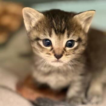 Rory 2 -  Domestic Short Hair Cat for Adoption in Cumming, Georgia - Rory 2 | PetCurious
