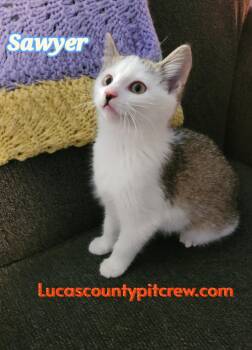 Rescue American Shorthair and Tabby Cats for Adoption in Toledo, Ohio - Sawyer | PetCurious