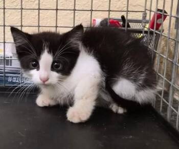 JERRY -  Domestic Short Hair Cat for Adoption in Fort Myers, Florida - JERRY | PetCurious
