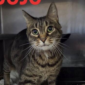 Rescue Tabby Cats for Adoption in Martinsburg, West Virginia - Jojo | PetCurious