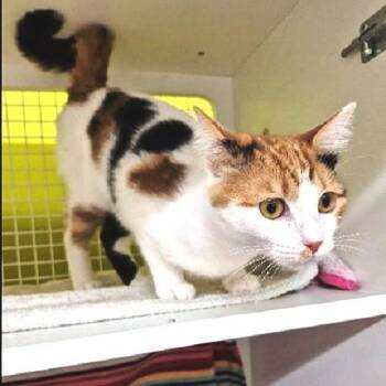 Hilda -  Calico Cat for Adoption in Millcreek, Utah - Hilda | PetCurious