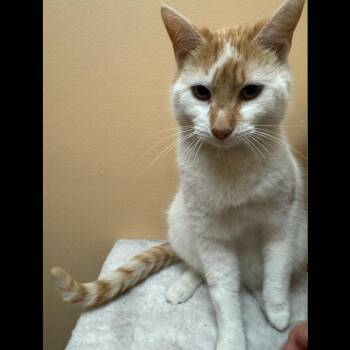 Domestic Short Hair Cats Available for Adoption in Midland, Texas - FWT Misu | PetCurious