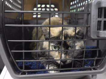 CUTIE -  Domestic Short Hair Cat for Adoption in Omaha, Nebraska - CUTIE | PetCurious